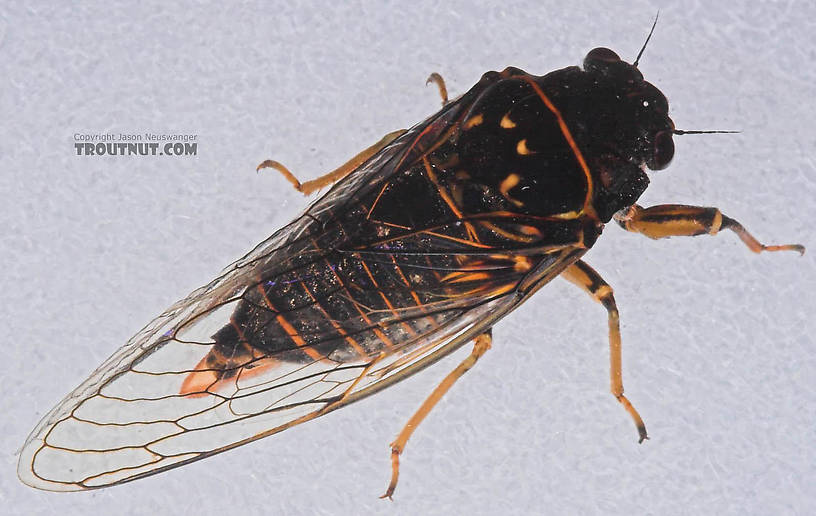 Cicadidae (Cicadas) Cicada Adult from the Bois Brule River in Wisconsin