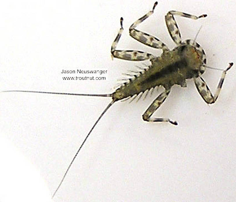 Epeorus vitreus (Sulphur) Mayfly Nymph from unknown in Wisconsin