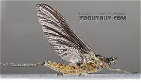 Female Ephemerella subvaria (Hendrickson) Mayfly Dun