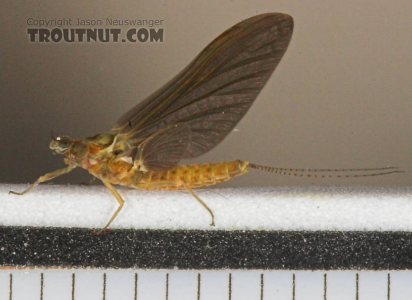 Female Ephemerella subvaria (Hendrickson) Mayfly Dun from the West Branch of the Delaware River in New York