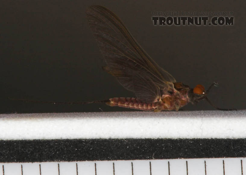 Male Ephemerella subvaria (Hendrickson) Mayfly Dun from the West Branch of the Delaware River in New York