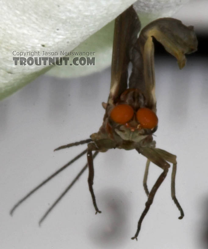 Male Ephemerella subvaria (Hendrickson) Mayfly Dun from the West Branch of the Delaware River in New York