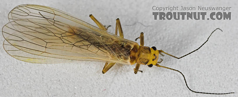 Perlodidae (Springflies and Yellow Stones) Stonefly Adult from the Beaverkill River in New York