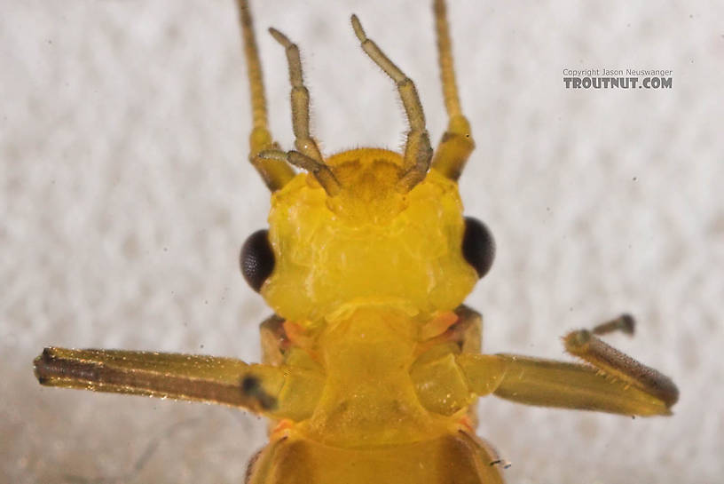 Perlodidae (Springflies and Yellow Stones) Stonefly Adult from the Beaverkill River in New York