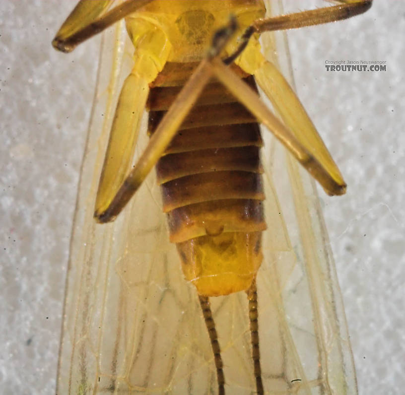 Perlodidae (Springflies and Yellow Stones) Stonefly Adult from the Beaverkill River in New York