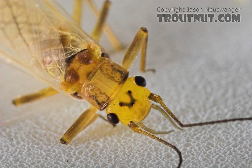 Perlodidae (Springflies and Yellow Stones) Stonefly Adult from the Beaverkill River in New York