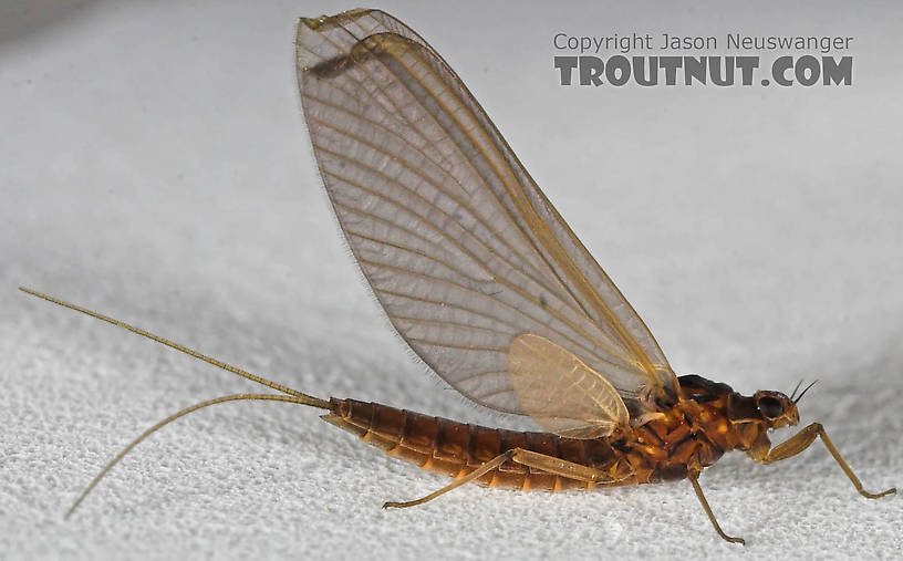 Female Paraleptophlebia (Blue Quills and Mahogany Duns) Mayfly Dun from the Beaverkill River in New York