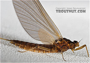 Female Paraleptophlebia (Blue Quills and Mahogany Duns) Mayfly Dun