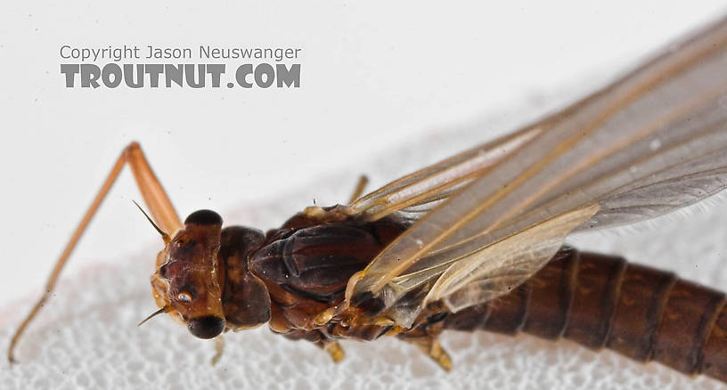 Female Paraleptophlebia (Blue Quills and Mahogany Duns) Mayfly Dun from the Beaverkill River in New York