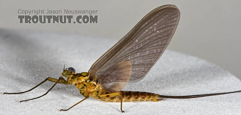 Male Epeorus pleuralis (Quill Gordon) Mayfly Dun from the Beaverkill River in New York