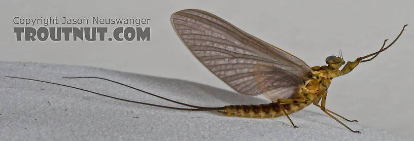 Male Epeorus pleuralis (Quill Gordon) Mayfly Dun from the Beaverkill River in New York