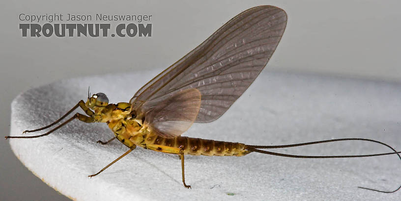 Male Epeorus pleuralis (Quill Gordon) Mayfly Dun from the Beaverkill River in New York