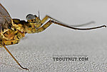 Male Epeorus pleuralis (Quill Gordon) Mayfly Dun