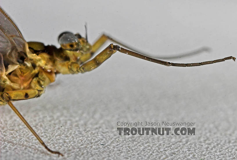 Male Epeorus pleuralis (Quill Gordon) Mayfly Dun from the Beaverkill River in New York