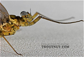 Male Epeorus pleuralis (Quill Gordon) Mayfly Dun