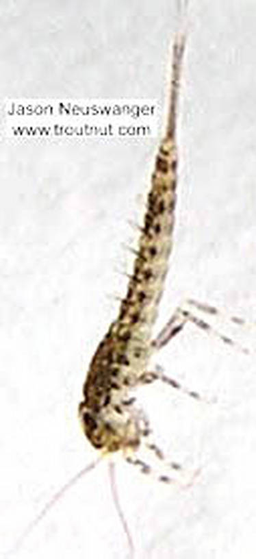 Baetidae (Blue-Winged Olives) Mayfly Nymph from the Namekagon River in Wisconsin