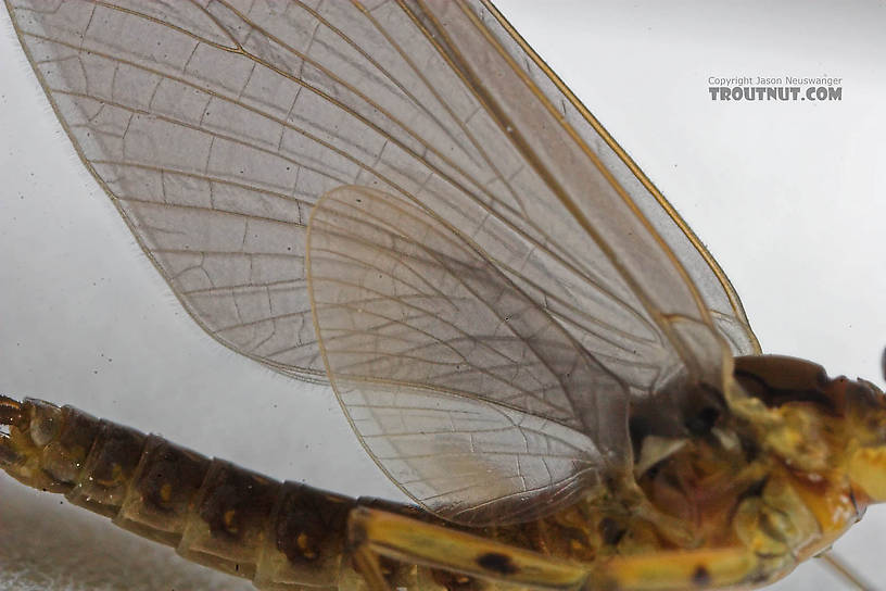 Male Epeorus pleuralis (Quill Gordon) Mayfly Dun from the Beaverkill River in New York