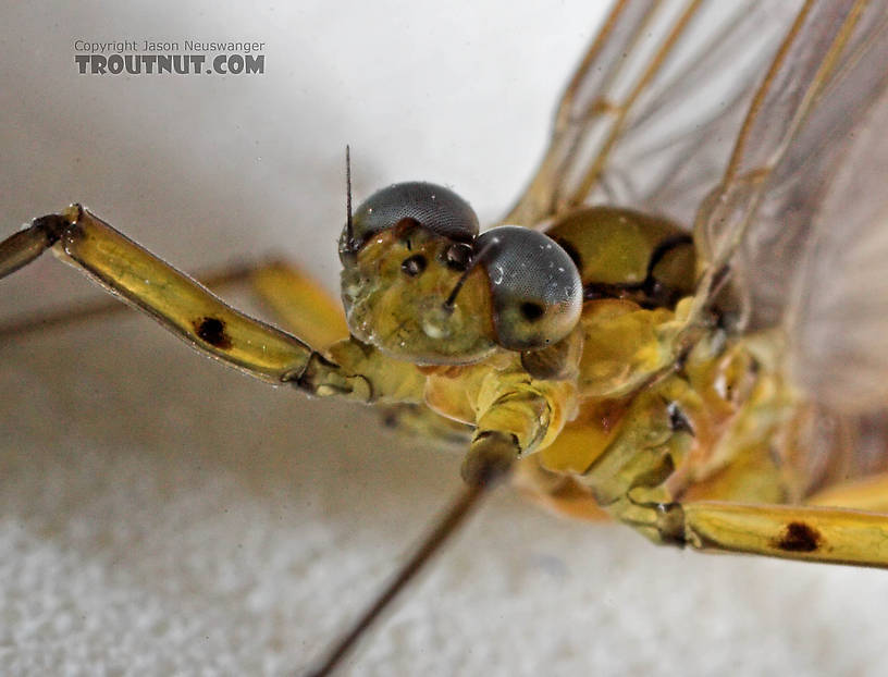 Male Epeorus pleuralis (Quill Gordon) Mayfly Dun from the Beaverkill River in New York