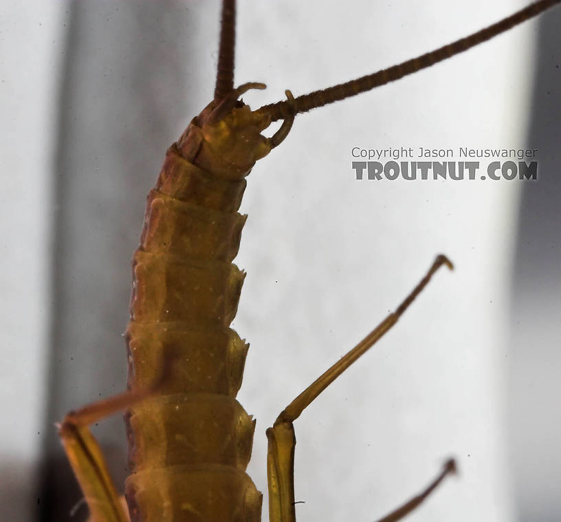 Male Epeorus pleuralis (Quill Gordon) Mayfly Dun from the Beaverkill River in New York