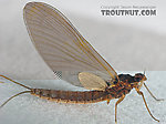 Female Paraleptophlebia (Blue Quills and Mahogany Duns) Mayfly Dun