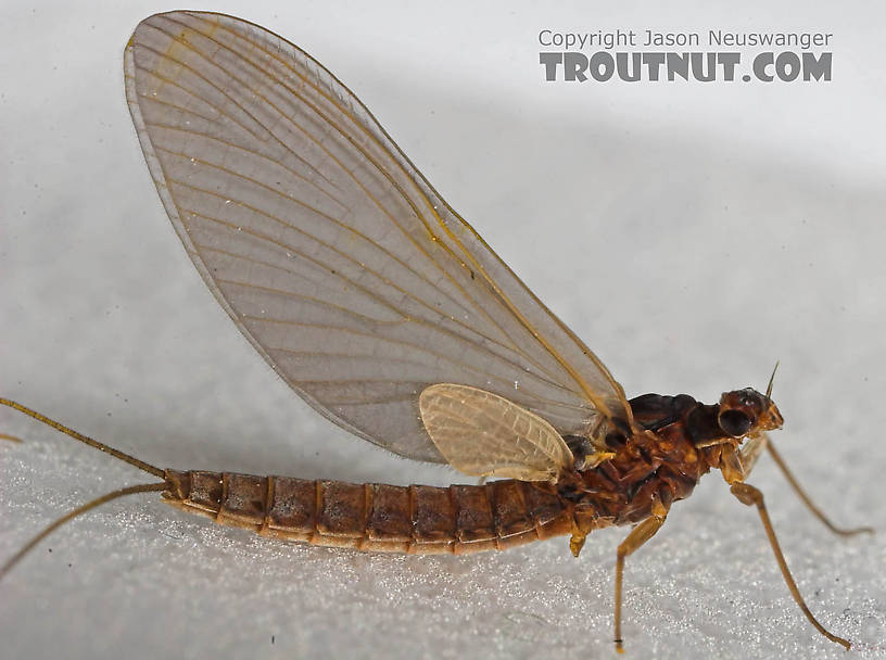 Female Paraleptophlebia (Blue Quills and Mahogany Duns) Mayfly Dun from the Beaverkill River in New York