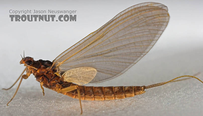 Female Paraleptophlebia (Blue Quills and Mahogany Duns) Mayfly Dun from the Beaverkill River in New York