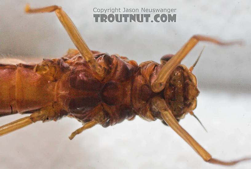 Female Paraleptophlebia (Blue Quills and Mahogany Duns) Mayfly Dun from the Beaverkill River in New York