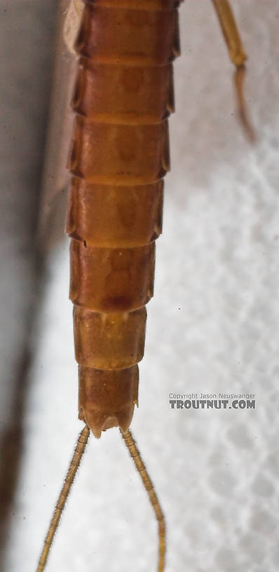 Female Paraleptophlebia (Blue Quills and Mahogany Duns) Mayfly Dun from the Beaverkill River in New York