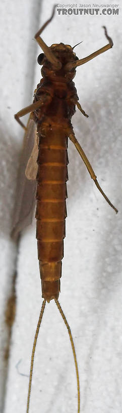 Female Paraleptophlebia (Blue Quills and Mahogany Duns) Mayfly Dun from the Beaverkill River in New York