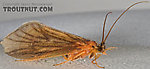 Brachycentrus appalachia (Apple Caddis) Caddisfly Adult