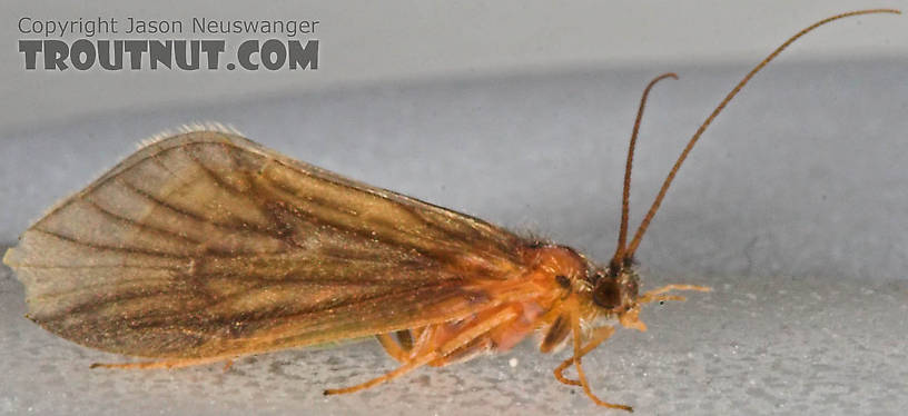 Brachycentrus appalachia (Apple Caddis) Caddisfly Adult from the Beaverkill River in New York