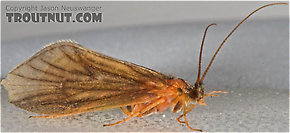 Brachycentrus appalachia (Apple Caddis) Caddisfly Adult