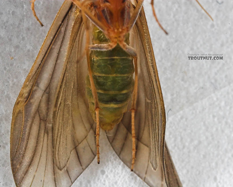 Brachycentrus appalachia (Apple Caddis) Caddisfly Adult from the Beaverkill River in New York