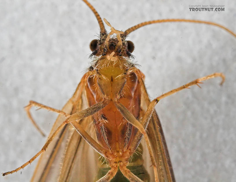 Brachycentrus appalachia (Apple Caddis) Caddisfly Adult from the Beaverkill River in New York