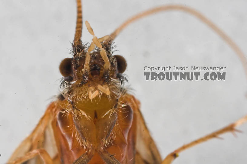 Brachycentrus appalachia (Apple Caddis) Caddisfly Adult from the Beaverkill River in New York