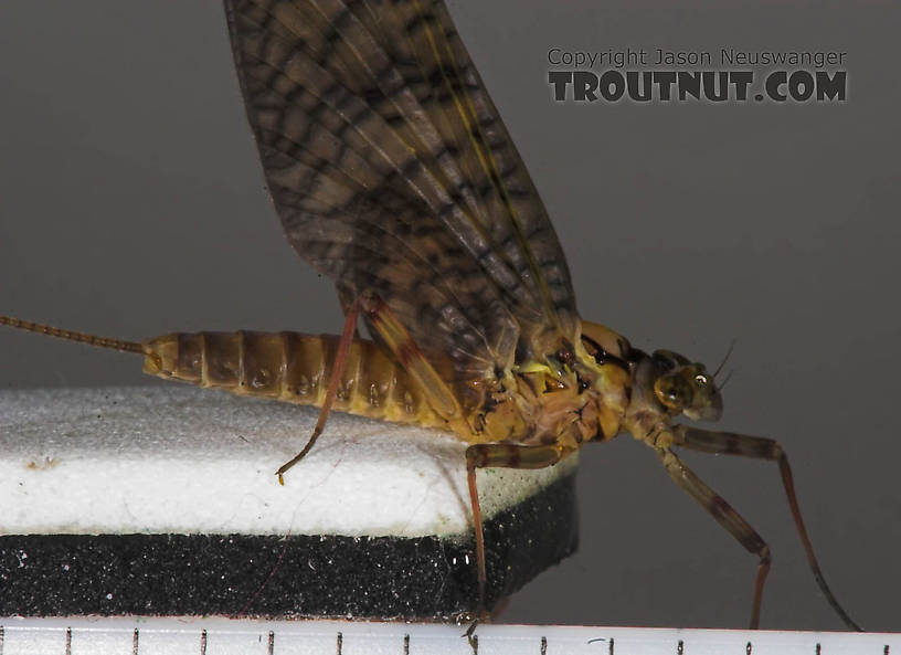 Female Maccaffertium (March Browns and Cahills) Mayfly Adult from the Namekagon River in Wisconsin