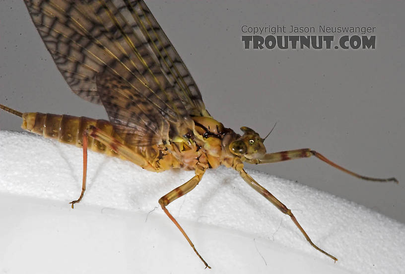 Female Maccaffertium (March Browns and Cahills) Mayfly Adult from the Namekagon River in Wisconsin