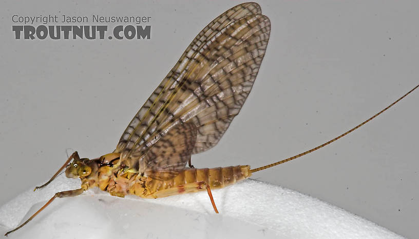 Female Maccaffertium (March Browns and Cahills) Mayfly Adult from the Namekagon River in Wisconsin