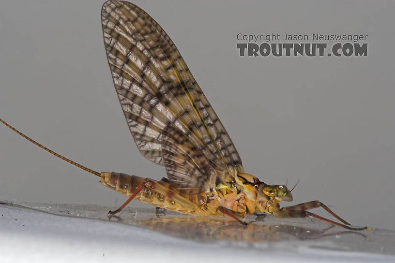 Female Maccaffertium (March Browns and Cahills) Mayfly Adult from the Namekagon River in Wisconsin