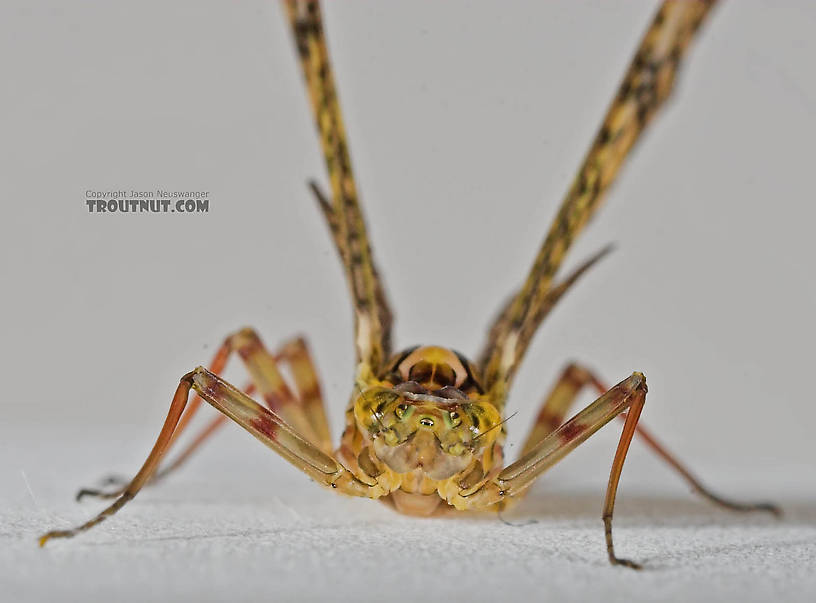 Female Maccaffertium (March Browns and Cahills) Mayfly Adult from the Namekagon River in Wisconsin