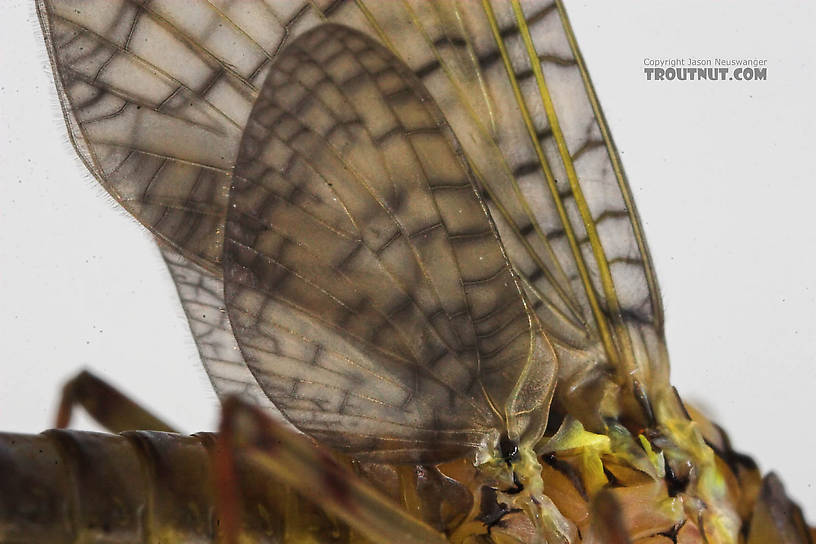 Female Maccaffertium (March Browns and Cahills) Mayfly Adult from the Namekagon River in Wisconsin