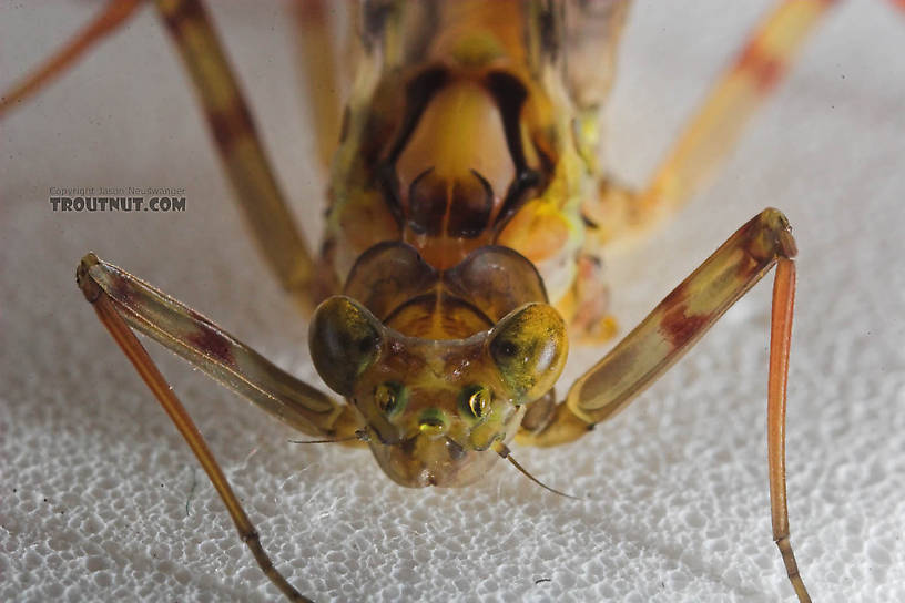 Female Maccaffertium (March Browns and Cahills) Mayfly Adult from the Namekagon River in Wisconsin