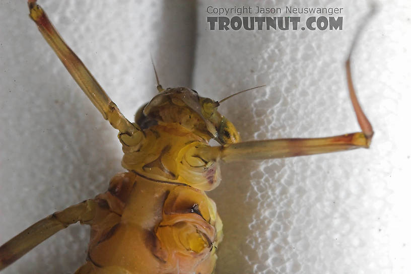 Female Maccaffertium (March Browns and Cahills) Mayfly Adult from the Namekagon River in Wisconsin