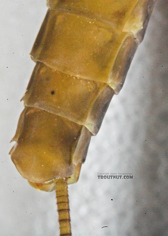 Female Maccaffertium (March Browns and Cahills) Mayfly Adult from the Namekagon River in Wisconsin