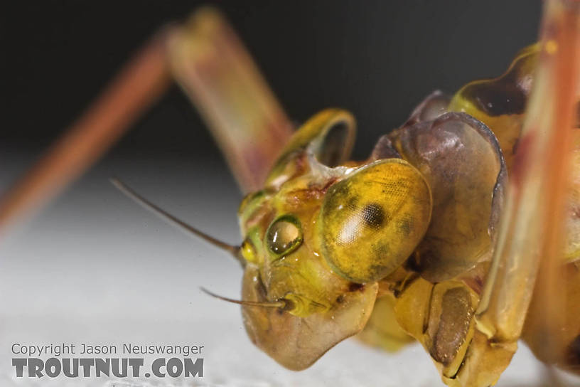 Female Maccaffertium (March Browns and Cahills) Mayfly Adult from the Namekagon River in Wisconsin