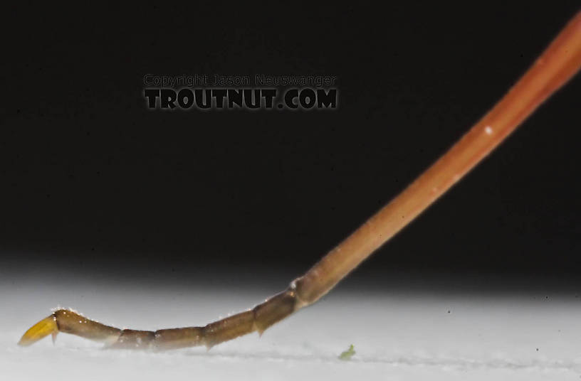 Female Maccaffertium (March Browns and Cahills) Mayfly Adult from the Namekagon River in Wisconsin