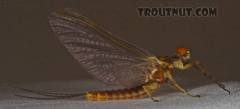 Male Ephemerella invaria (Sulphur Dun) Mayfly Dun from the Namekagon River in Wisconsin