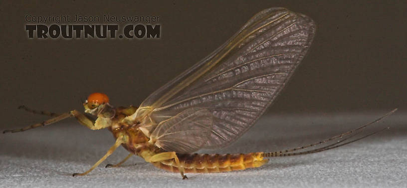 Male Ephemerella invaria (Sulphur Dun) Mayfly Dun from the Namekagon River in Wisconsin