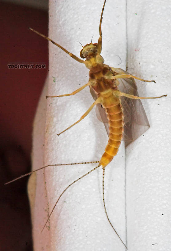 Male Ephemerella invaria (Sulphur Dun) Mayfly Dun from the Namekagon River in Wisconsin