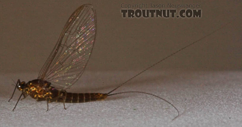 Female Baetidae (Blue-Winged Olives) Mayfly Spinner from the Namekagon River in Wisconsin